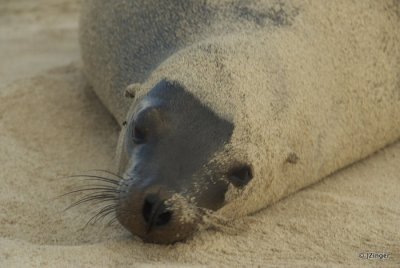 Sea Lion