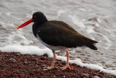 Oystercatcher