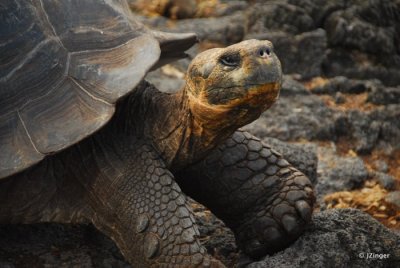 Giant Tortoise, Charles Darwin Research Centre