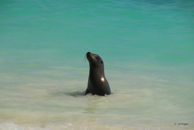 Sea Lion, Gardner Bay Espanola Island