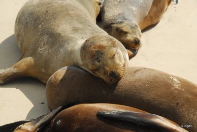 Sea Lions
