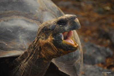 Giant Tortoise, Charles Darwin Research Centre