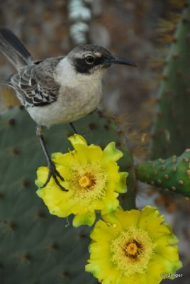 Mockingbird