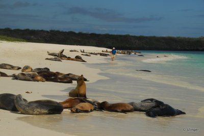 Sea Lions, Gardner Bay Espanola Island