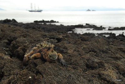 Marine Iguana