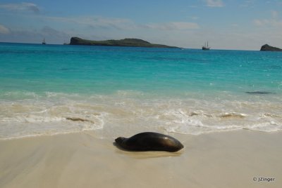 Sea Lion, Gardner Bay Espanola Island