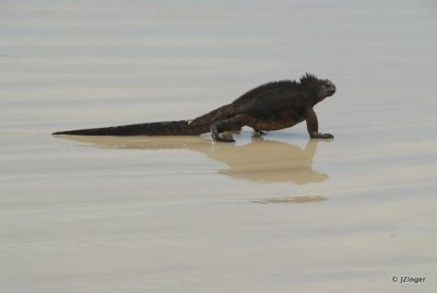 Marine Iguana