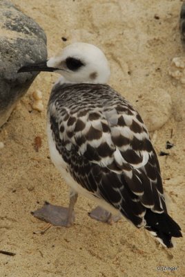 Juvenile Swallow-tailed Gull, Genovesa Island