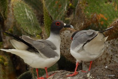 Swallow-tailed Gull Gull, Genovesa Island