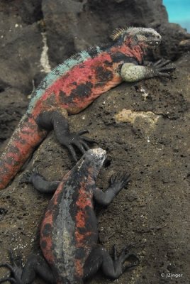 Marine Iguana, Gardner Bay, Espanola Island