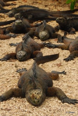 Marine Iguanas