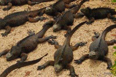 Marine Iguanas