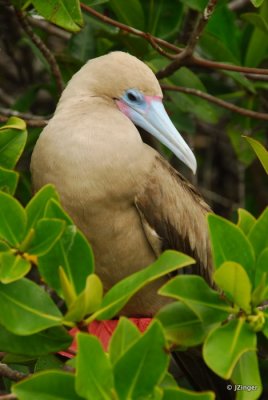Red-footed Booby, Genovesa Island