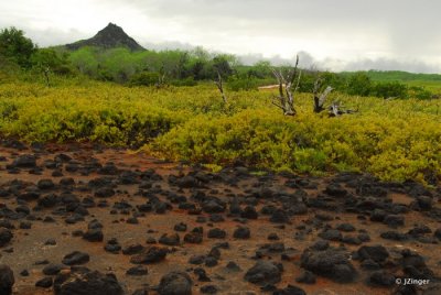 Cerro Dragon 