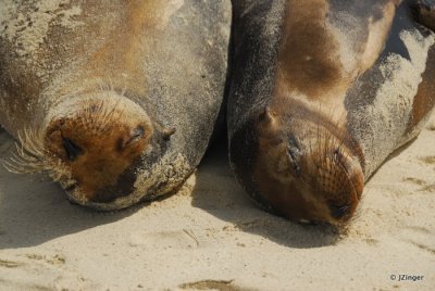 Sea Lions