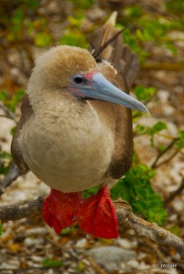 Red-footed Booby, Genovesa Island