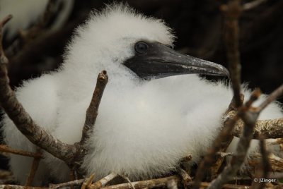 Young Red-footed Booby, Genovesa Island