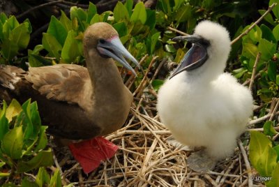 Red-footed Booby with young, Genovesa Island