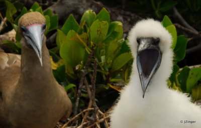 Red-footed Booby with young, Genovesa Island