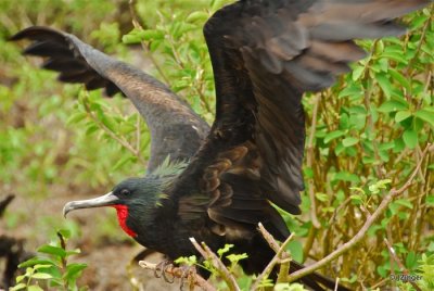 Frigatebird, Genovesa Island