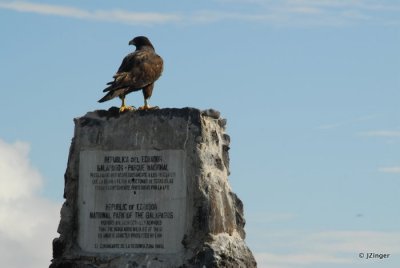 Galapagos Hawk