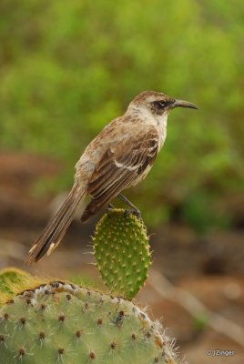 Mockingbird