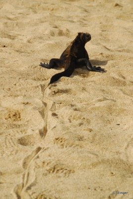 Marine Iguana