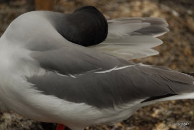 Swallow-tailed Gull 