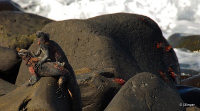 Marine Iguanas
