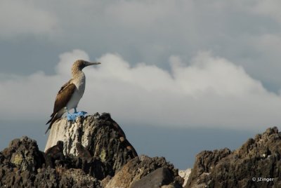 Blue Footed Booby