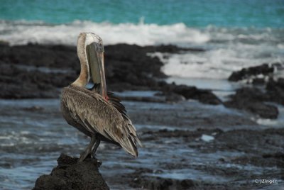 Pelican