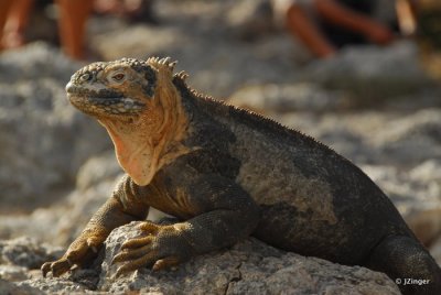 Land Iguana, South Plaza