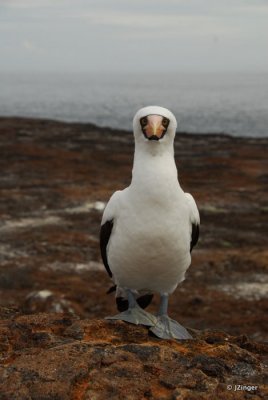 Nazca Booby, Genovesa Island