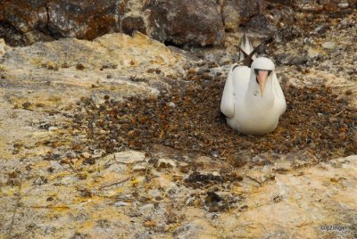 Nazca Booby, Genovesa Island