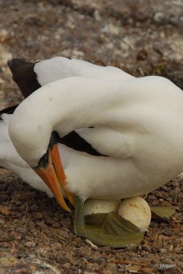 Nazca Booby, Genovesa Island