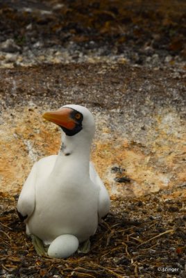Nazca Booby, Genovesa Island