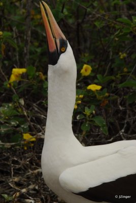 Nazca Booby, Genovesa Island