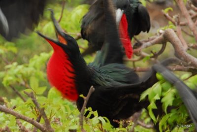 Frigatebird, Genovesa Island