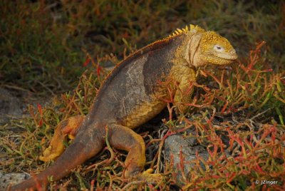 Land Iguana, South Plaza