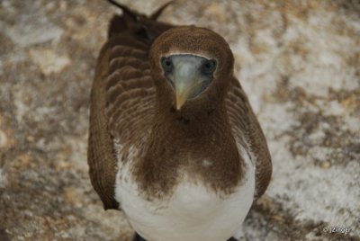 Juvenile Nazca Booby, Genovesa Island