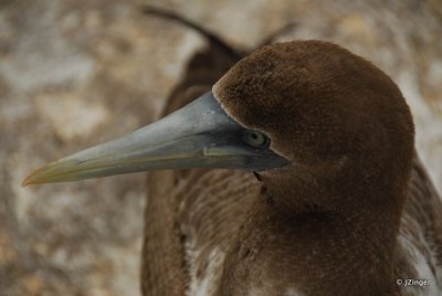 Juvenile Nazca Booby, Genovesa Island