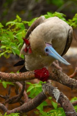 Red-footed Booby, Genovesa Island