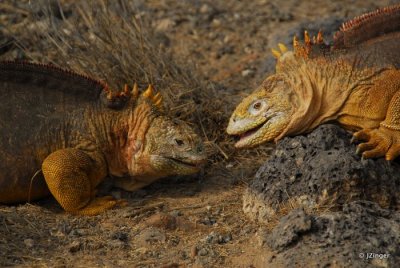 Land Iguana, South Plaza