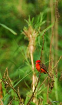 Vermilion Flycatcher, Highlands on Santa Cruz Island