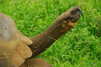 Giant Tortoise, Highlands on Santa Cruz Island