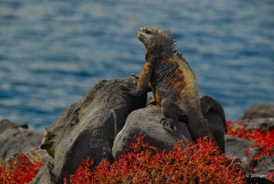 Marine Iguana, South Plaza