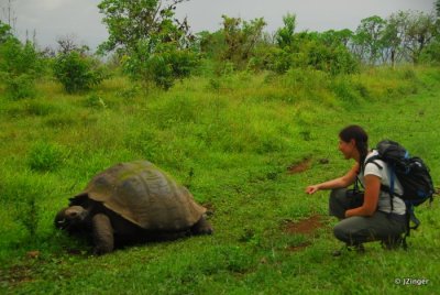 Giant Tortoise, Highlands on Santa Cruz Island