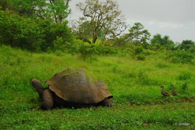 Giant Tortoise, Highlands on Santa Cruz Island