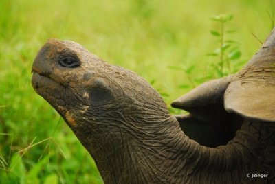 Giant Tortoise, Highlands on Santa Cruz Island