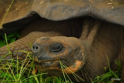 Giant Tortoise, Highlands on Santa Cruz Island